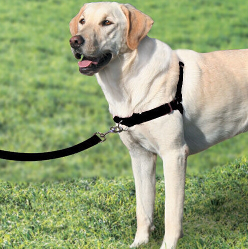 Gentle Leader Deluxe Dog Headcollar Dog.com