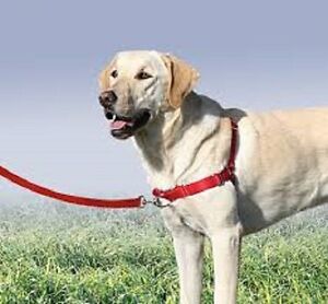 Easy Walk Harness PETstock - Shop for Dog Cat and Pet